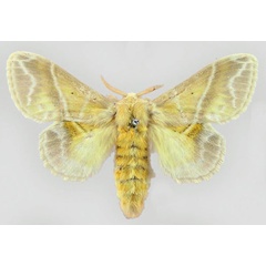 /filer/webapps/moths/media/images/S/salammbo_Eucraera_PLT_MNHN.jpg