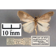 /filer/webapps/moths/media/images/A/albigrisea_Westermannia_A2_OUMNH_02.jpg