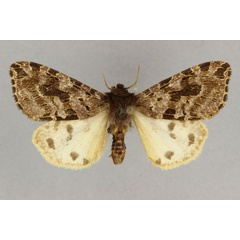 /filer/webapps/moths/media/images/K/kenyana_Afroarctia_AM_BMNH.jpg
