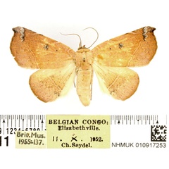 /filer/webapps/moths/media/images/V/violaris_Herpeperas_AF_BMNH.jpg