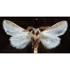 /filer/webapps/moths/media/images/F/fulvostriata_Labea_HT_MWNH_02.jpg