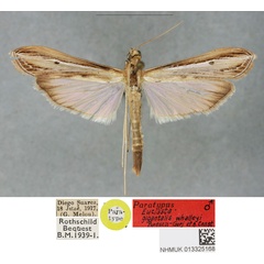 /filer/webapps/moths/media/images/W/whalleyi_Euclasta_PTM_BMNH_02.jpg