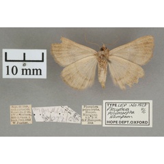 /filer/webapps/moths/media/images/P/polymorpha_Plecoptera_A_OUMNHb_02.jpg