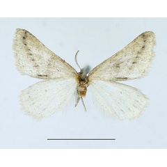 /filer/webapps/moths/media/images/O/onus_Pareclipsis_AF_TMSA.jpg