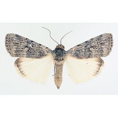 /filer/webapps/moths/media/images/R/retracta_Hypotacha_AF_TMSA_02.jpg