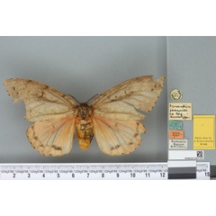 /filer/webapps/moths/media/images/J/joannisi_Lymantria_NAT_BMNHa.jpg