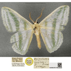 /filer/webapps/moths/media/images/M/meloui_Epigelasma_STM_BMNH.jpg