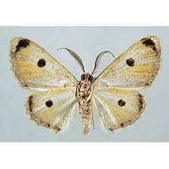 /filer/webapps/moths/media/images/O/ocellata_Lepiodes_LT_BMNHb.jpg