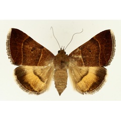 /filer/webapps/moths/media/images/M/moderata_Plecopterodes_AF_TMSA_01.jpg
