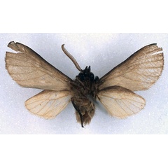 /filer/webapps/moths/media/images/M/metaleuca_Metarctia_HT_BMNH_02.jpg