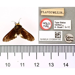 /filer/webapps/moths/media/images/F/flavicollis_Casphalia_HT_BMNH.jpg