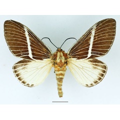 /filer/webapps/moths/media/images/H/herculeus_Hegetor_AF_Basquin_02.jpg