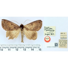 /filer/webapps/moths/media/images/P/pallidula_Anua_HT_BMNH.jpg