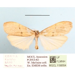 /filer/webapps/moths/media/images/P/punctilineata_Aroterosia_A_MGCL_04.JPG