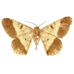 /filer/webapps/moths/media/images/B/boarmiaria_Hypochroma_LT_BMNHb.jpg