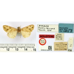 /filer/webapps/moths/media/images/S/sublutescens_Nyodes_HT_BMNH.jpg
