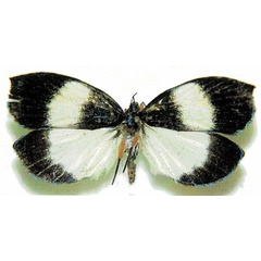 /filer/webapps/moths/media/images/G/grandis_Ommatothelxis_AF_AMNH.jpg