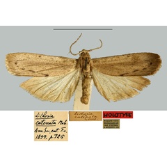 /filer/webapps/moths/media/images/C/catenata_Lithosia_HT_MNHN.jpg