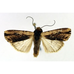 /filer/webapps/moths/media/images/U/ustula_Axylia_AM_Aulombard.jpg