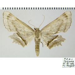 /filer/webapps/moths/media/images/T/tergimacula_Coenina_AF_ZSM.jpg