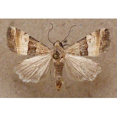 /filer/webapps/moths/media/images/O/opella_Pseudozarba_A_Butler.jpg