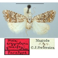 /filer/webapps/moths/media/images/M/marleyi_Nola_PT_TMSA.jpg