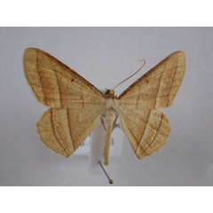 /filer/webapps/moths/media/images/F/fulvescens_Melinoessa_A_Revell.jpg