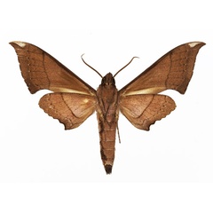 /filer/webapps/moths/media/images/T/thyongae_Polyptychus_AM_Basquin_02.jpg