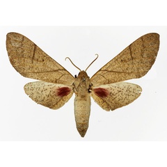 /filer/webapps/moths/media/images/B/basalis_Neoclanis_AF_Basquin.jpg