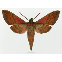 /filer/webapps/moths/media/images/J/jordani_Chaerocina_AM_Basquin_02b.jpg