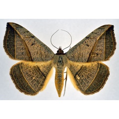 /filer/webapps/moths/media/images/P/pardus_Entomogramma_A_NHMO.jpg