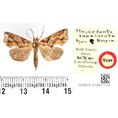 /filer/webapps/moths/media/images/I/ionochrota_Plusiodonta_HT_BMNH.jpg