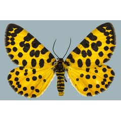 /filer/webapps/moths/media/images/L/lepida_Zerenopsis_AF_Staude_02.jpg
