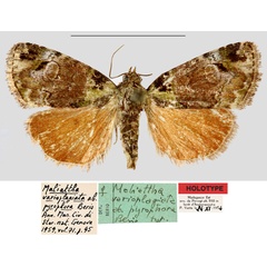 /filer/webapps/moths/media/images/P/pyrophora_Maliattha_HT_MNHN.jpg