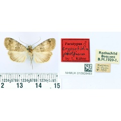 /filer/webapps/moths/media/images/P/postfusca_Crypsotidia_PT_BMNH.jpg