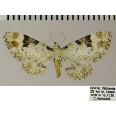 /filer/webapps/moths/media/images/P/perigrapta_Eupithecia_AF_ZSM.jpg