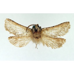 /filer/webapps/moths/media/images/O/olivaceonotata_Gorgopis_AM_TMSA_02.jpg