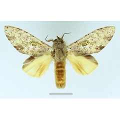 /filer/webapps/moths/media/images/I/intensiva_Tricholoba_AM_Basquin_01.jpg