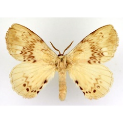 /filer/webapps/moths/media/images/P/paulisi_Stenoglene_AM_Basquin.jpg
