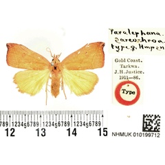 /filer/webapps/moths/media/images/S/sarcochroa_Paralephana_HT_BMNH.jpg