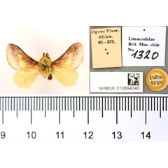 /filer/webapps/moths/media/images/V/viridifascia_Latoia_PT_BMNH.jpg