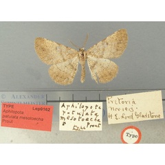 /filer/webapps/moths/media/images/M/mesotoecha_Aphilopota_HT_TMSA.jpg