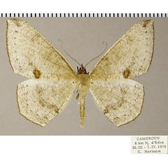 /filer/webapps/moths/media/images/B/biocellaria_Apatadelpha_AM_ZSMa.jpg