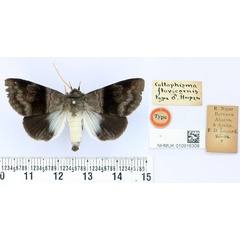 /filer/webapps/moths/media/images/F/flavicornis_Callophisma_HT_BMNH.jpg