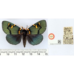 /filer/webapps/moths/media/images/D/dohertyi_Egybolis_HT_BMNH.jpg