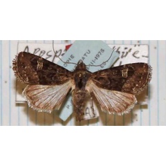 /filer/webapps/moths/media/images/A/albirenalis_Apospasta_AT_MNHN.jpg