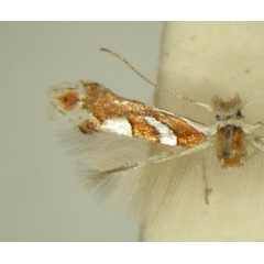 /filer/webapps/moths/media/images/G/grewiella_Phyllonorycter_HT_TMSA6373.jpg