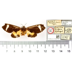 /filer/webapps/moths/media/images/H/herpa_Anace_HT_BMNH.jpg