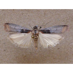 /filer/webapps/moths/media/images/P/poliostrota_Faveria_A_Butler.jpg