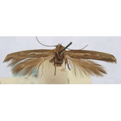 /filer/webapps/moths/media/images/F/fonticola_Scythris_HT_BMNH.jpg